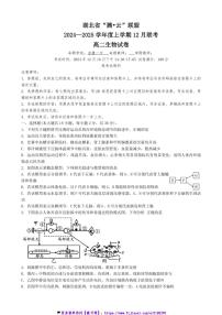 2024～2025学年湖北省腾云联盟高二(上)12月联考(月考)生物试卷(含答案)