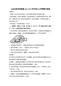 山东名校考试联盟 2024-2025学年高三上学期期中检测生物试卷（解析版）