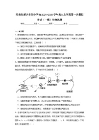 河南省新乡市部分学校2024-2025学年高三上学期第一次模拟考试（一模）生物试题