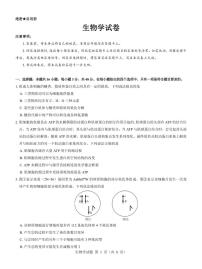 生物丨名校教研联盟（西北卷）2025届高三12月联考生物试卷及答案