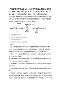 广西省钦州市灵山县2024-2025学年高三（上）11月月考生物试卷（解析版）
