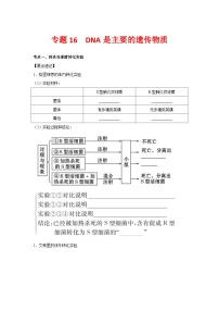 专题16 DNA是主要的遗传物质-【提分讲练】最新高考生物二轮复习专题解读和分层练习