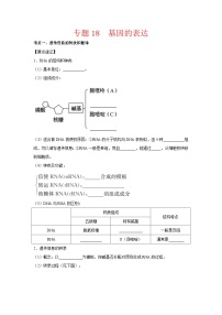 专题18 基因的表达-【提分讲练】最新高考生物二轮复习专题解读和分层练习