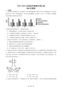 2022-2024全国高考真题生物汇编：DNA的复制