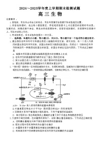 山东省潍坊市2024-2025学年高三上学期期末考试 生物试题（含答案）