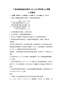 2024-2025学年广西壮族自治区玉林市高二上学期11月联考生物试卷(解析版)