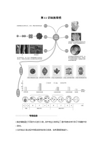 高中生物一轮复习讲练第11讲细胞增殖含解析答案