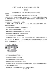 湖北省武汉市武昌区2024-2025学年高三上学期期末生物试卷（Word版附答案）