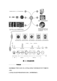 高中生物实战高考一轮复习第11讲细胞增殖试题含答案