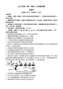 河南省部分重点中学2024-2025学年高三上学期11月质量检测生物试题（含解析）