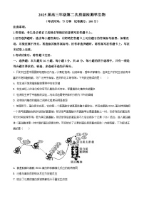 2025届河南省开封市等3地高三下学期二模生物试题（原卷版+解析版）