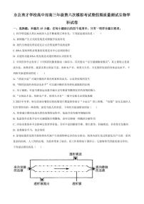 2024届辽宁省沈阳市东北育才高三下学期第六次模考(3月)-生物试卷（含答案）