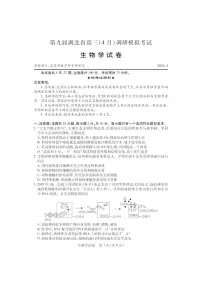 2024届湖北四调高三4月调研模拟考试-生物试卷（含答案）
