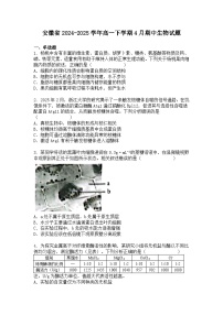 安徽省2024-2025学年高一下学期4月期中生物试题+答案