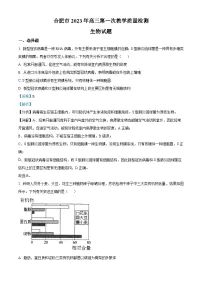 安徽省合肥市2022-2023学年高三下学期第一次教学质量检测（一模）生物试题 附解析