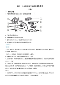 山东省德州市第一中学2024届高三下学期三模生物试题 含解析