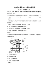 北京市东城区2024年高三二模考试生物（解析版）