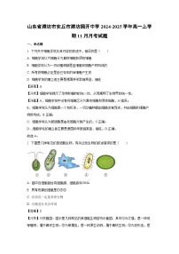 山东省潍坊市安丘市潍坊国开中学2024-2025学年高一上学期11月月考生物试题（解析版）