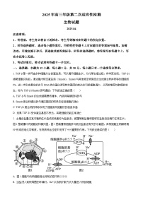 2025届山东省青岛市高三下学期第二次适应性检测生物试卷（原卷版+解析版）（高考模拟）