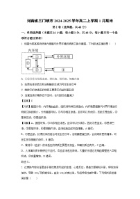河南省三门峡市2024-2025学年高二上学期1月期末生物试卷（解析版）