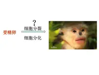 生物必修2《遗传与进化》受精作用课文ppt课件