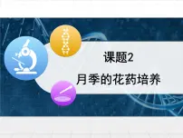 高中生物月季的花药培养教学课件ppt