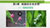高中生物人教版 (2019)必修1《分子与细胞》细胞的增殖教学ppt课件