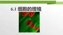 高中生物人教版 (2019)必修1《分子与细胞》细胞的增殖教学ppt课件