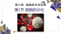 人教版 (2019)必修1《分子与细胞》细胞的分化图片ppt课件