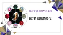 人教版 (2019)必修1《分子与细胞》细胞的分化课堂教学ppt课件