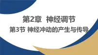 人教版 (2019)选择性必修1神经冲动的产生和传导教课ppt课件