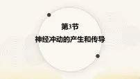 人教版 (2019)选择性必修1神经冲动的产生和传导集体备课ppt课件