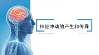 人教版 (2019)神经冲动的产生和传导课文配套ppt课件