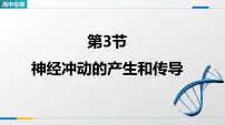 高中生物人教版 (2019)选择性必修1神经冲动的产生和传导教学ppt课件