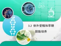 高中生物人教版 (新课标)选修3《现代生物科技专题》体外受精和早期胚胎培育多媒体教学课件ppt