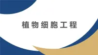 高中生物人教版 (2019)选择性必修3植物细胞工程的基本技术教学ppt课件