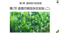 人教版 (2019)必修2《遗传与进化》孟德尔的豌豆杂交实验(二)教课课件ppt