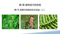 高中生物人教版 (2019)必修2《遗传与进化》孟德尔的豌豆杂交实验(二)教课内容课件ppt