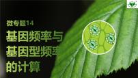 2026届高三生物高考总复习创新设计课件微专题14基因频率与基因型频率的计算