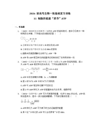 2026届高考生物一轮基础复习训练11 细胞的能量“货币”ATP