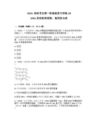 2026届高考生物一轮基础复习训练28 DNA的结构和复制、基因的本质