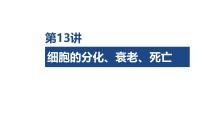 第13讲 细胞的分化、衰老、死亡-2026年高考生物一轮复习课件（含练习、讲义及答案）
