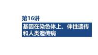 第16讲 基因在染色体上、伴性遗传和人类遗传病-2026年高考生物一轮复习课件（含练习、讲义及答案）
