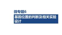 第五单元　遗传的基本规律和遗传的细胞基础 微专题6 基因位置的判断-2026年高考生物一轮复习课件（含练习、讲义及答案）