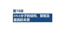 第18讲 DNA分子的结构、复制及基因的本质-2026年高考生物一轮复习课件（含练习、讲义及答案）