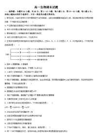 吉林省通化市梅河口市第五中学2024-2025学年高一下学期7月期末生物试题（含答案）含答案解析