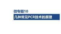 微专题10 几种常见PCR技术的原理-2026年高考生物一轮复习课件（含练习、讲义及答案）
