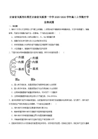 云南省玉溪第一中学2026届高三上学期开学考试生物试卷（Word版附答案）