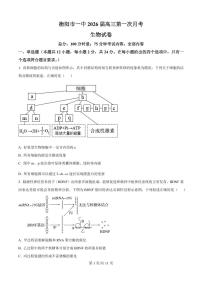 湖南省衡阳市第一中学2025-2026学年高三上学期第一次月考生物试卷及答案