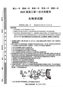 2025届安徽省五校联考高三下学期11月联考(一)-生物试题（含答案）